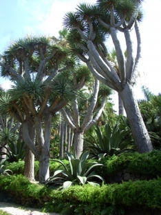 Drachenbäume auf Teneriffa